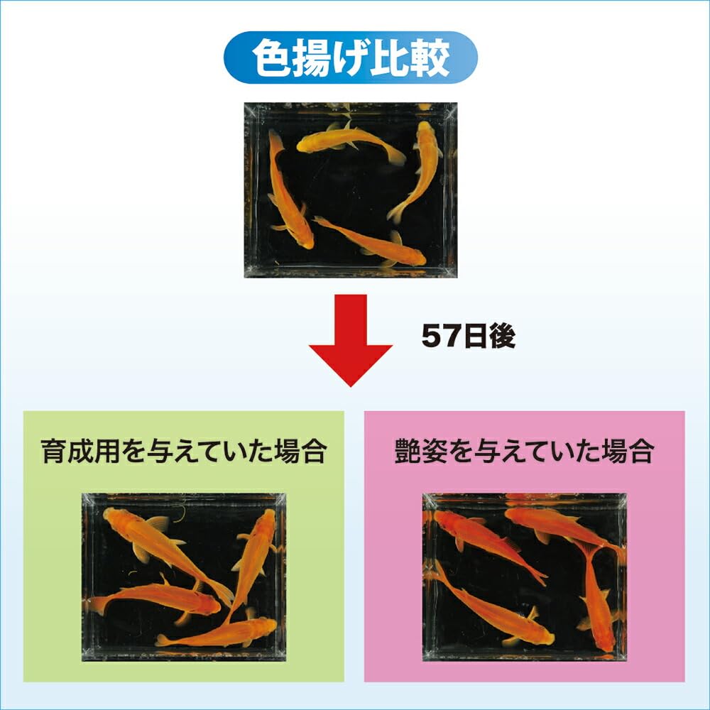 キョーリン 咲ひかり金魚 艶姿 特級色揚沈下500g×5